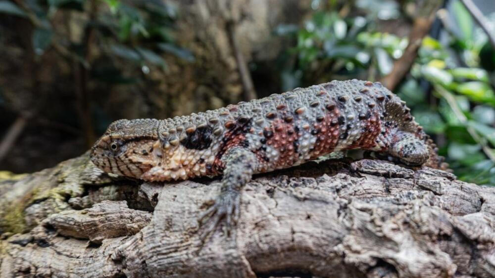 Krokodýlovec čínský, vietnamský poddruh, foto: Zoo Liberec